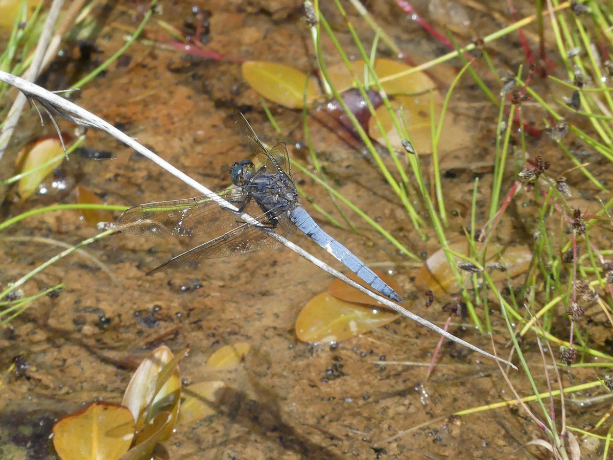 Orthetrum_coerulescens